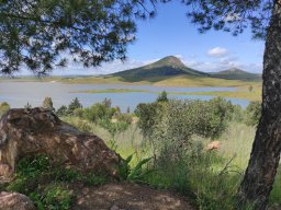 Flora del Cerro Masatrigo